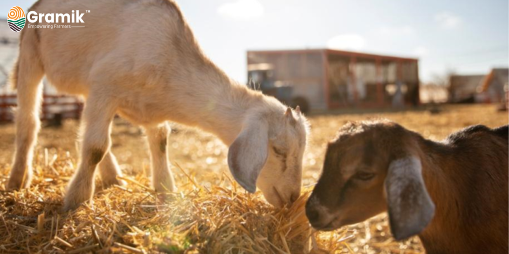 Goat Farming