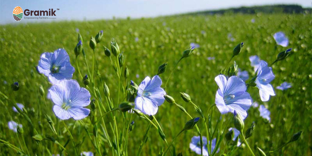 Flaxseed Cultivation