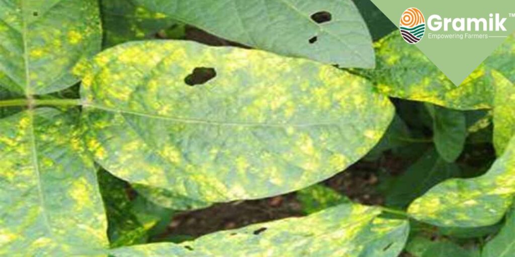 Soybean Crop Diseases