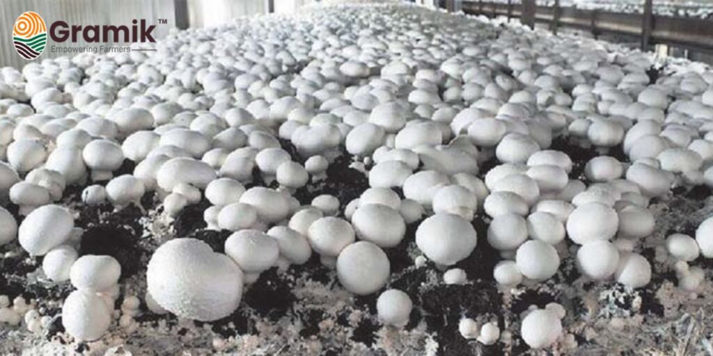 Mashroom Farming