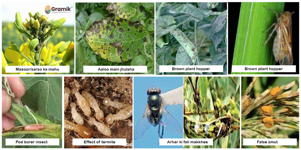 Pest Prevention in Crops