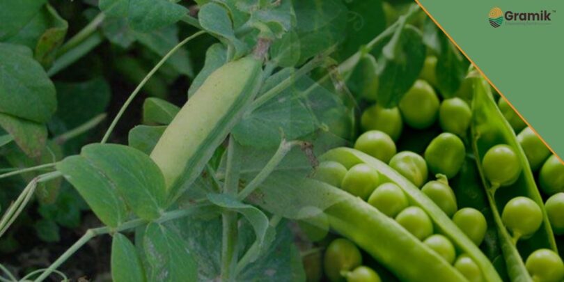 Pea Farming