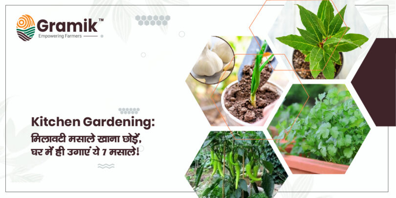 Kitchen Gardening: मिलावटी मसाले खाना छोड़ें, घर में ही उगाएं ये 7 मसाले!