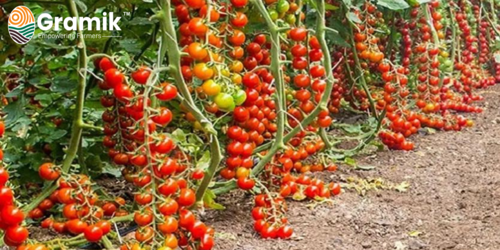 chemical free cherry tomato