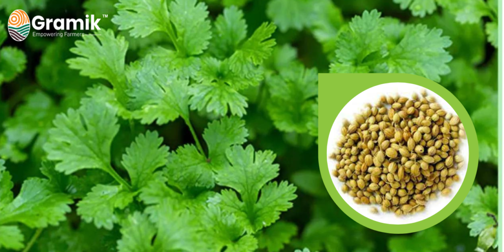 धनिया/ Coriander