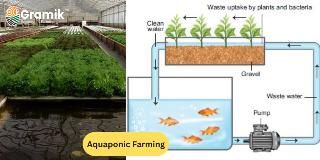 एक्वापोनिक खेती (Aquaponic Farming)