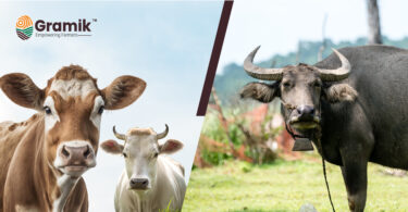 Cattle Diseases: पशुओं में पाचन संबंधी बीमारियां, कारण व उपचार!
