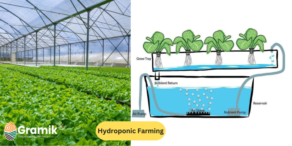 आधुनिक कृषि तकनीक हाइड्रोपोनिक खेती (Hydroponic Farming)