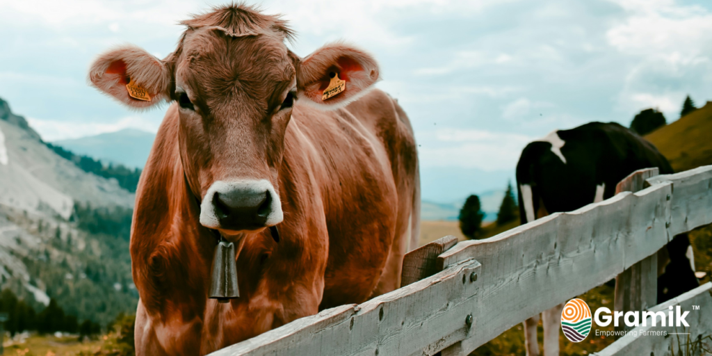 Cattle Diseases