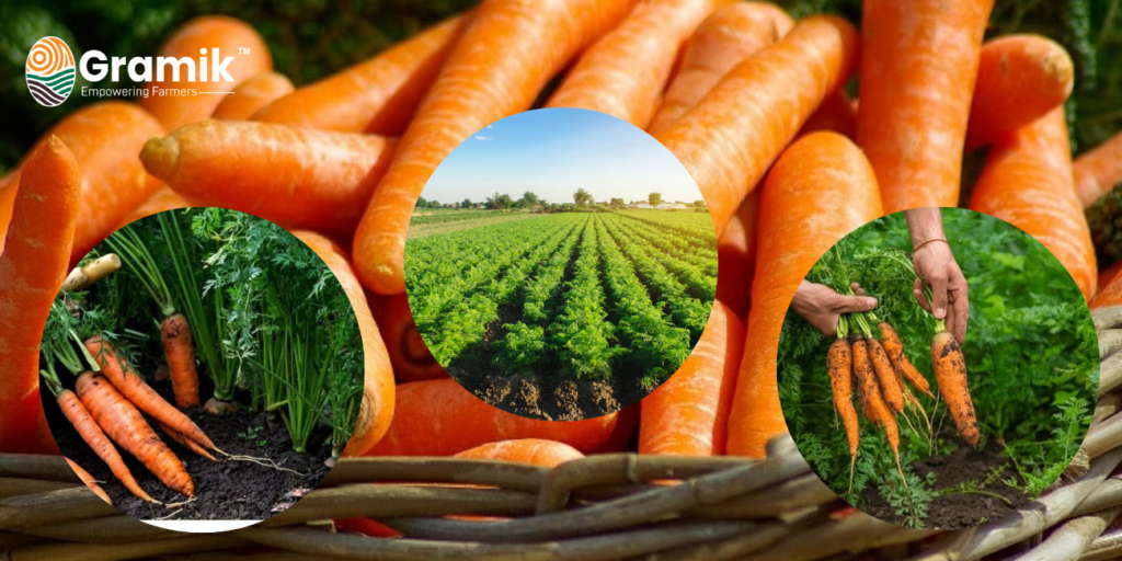 गाजर की खेती
