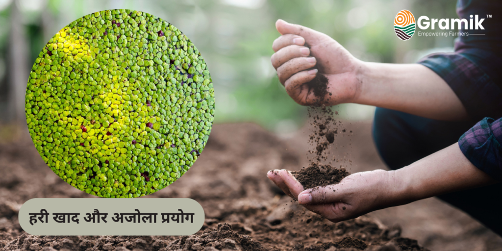 Soil Health - हरी खाद और अजोला