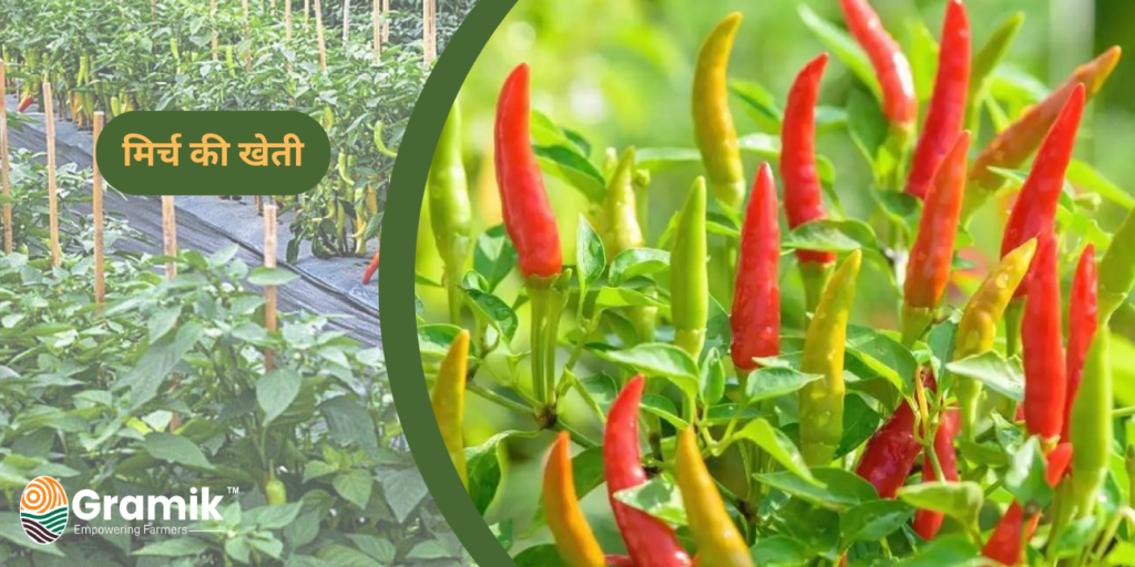 मिर्च की खेती Chilli Farming