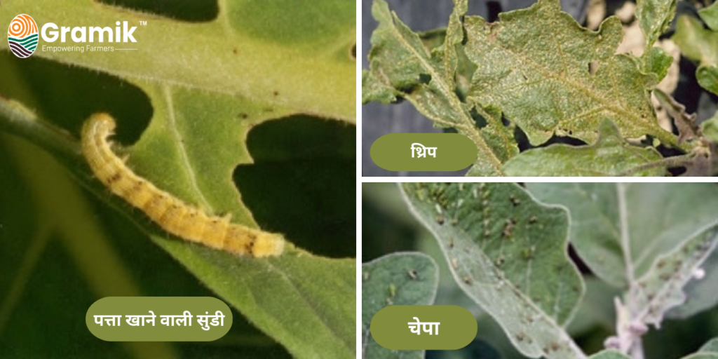 Brinjal Farming : बैंगन की खेती कब व कैसे करें? संपूर्ण गाइड!