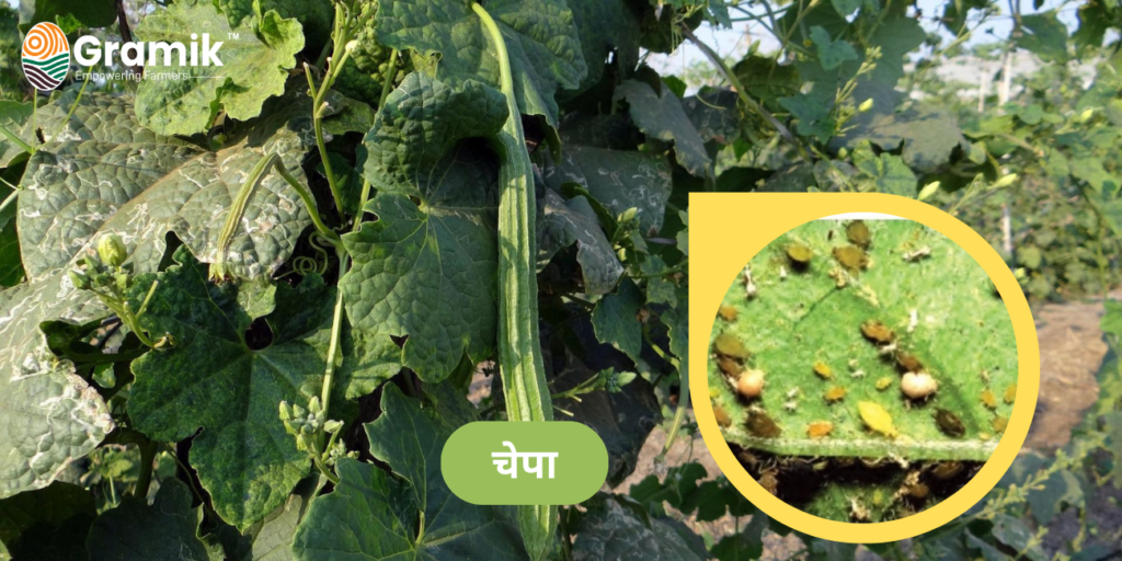 Sponge Gourd Farming: तोरई की खेती - चेपा