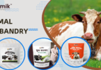 Animal Husbandry: गाभिन पशुओं के लिए करें ये उपाय! दूध में होगी बढ़ोत्तरी!