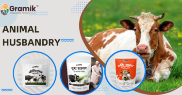 Animal Husbandry: गाभिन पशुओं के लिए करें ये उपाय! दूध में होगी बढ़ोत्तरी!