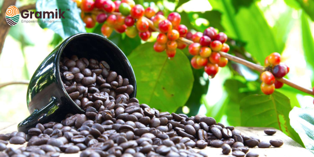 कॉफी की खेती