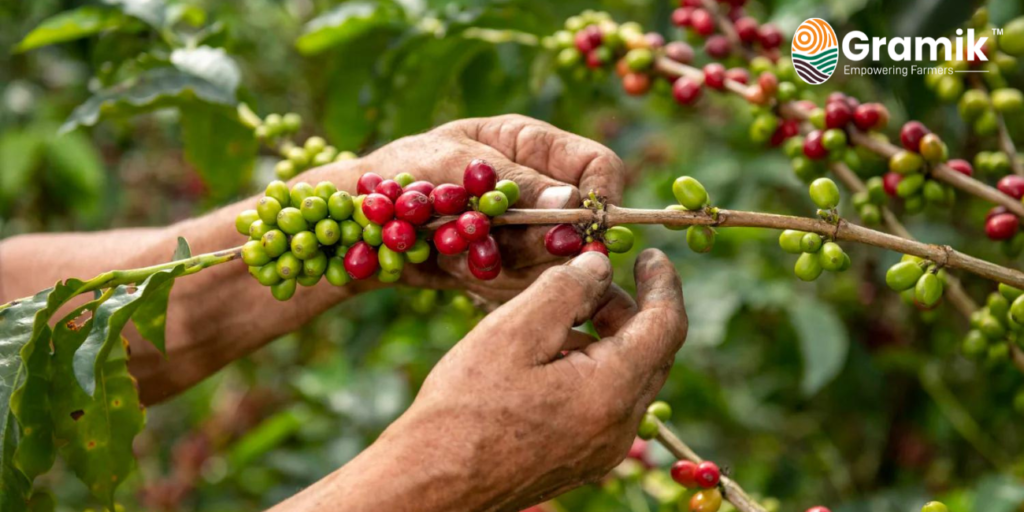कॉफी की खेती