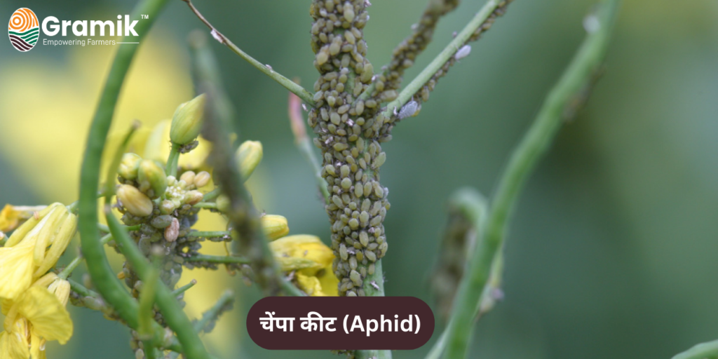 चेंपा कीट (Aphid)