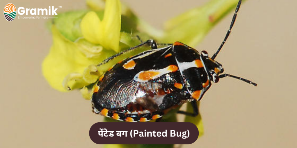 पेंटेड बग (Painted Bug)