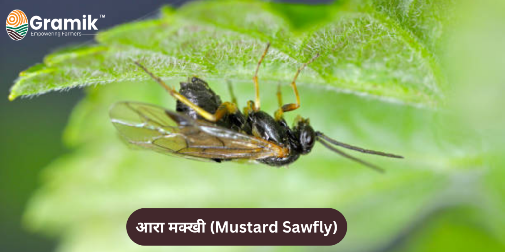 आरा मक्खी (Mustard Sawfly)