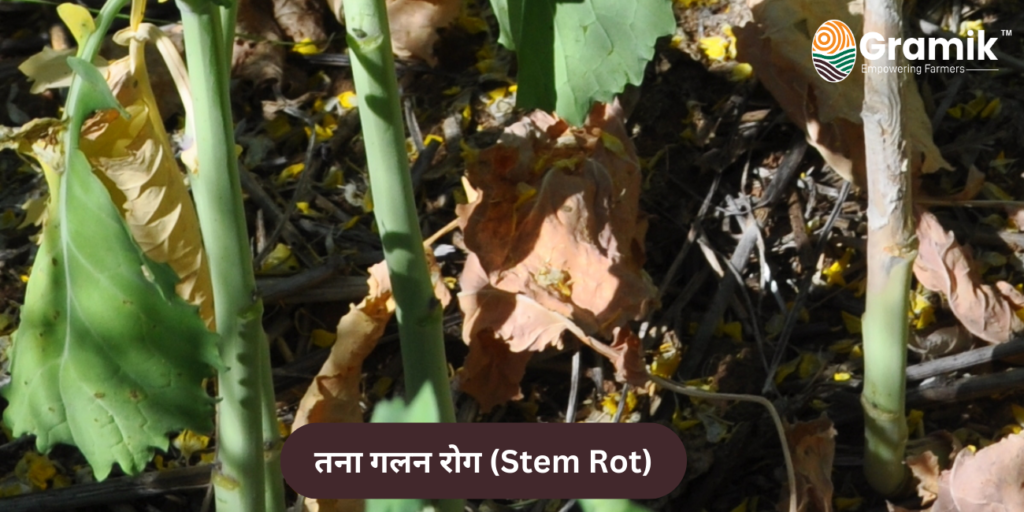 तना गलन रोग (Stem Rot)