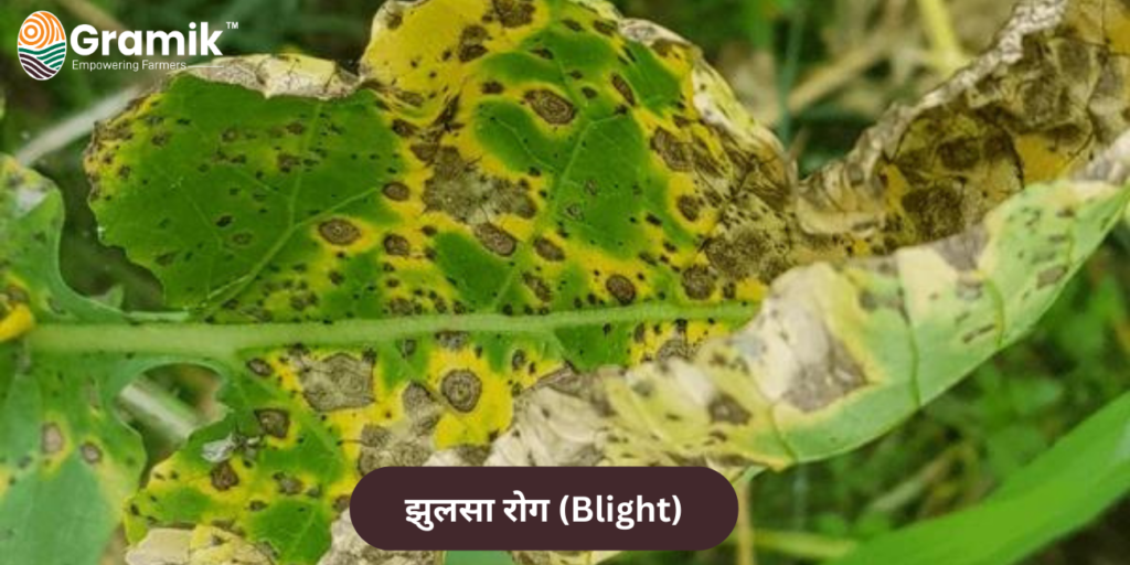 झुलसा रोग (Blight)