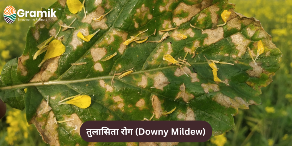 तुलासिता रोग (Downy Mildew)