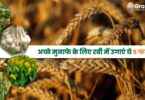 Rabi Crops: रबी सीजन में अधिक आमदनी के लिए करें इन 5 फसलों की खेती।