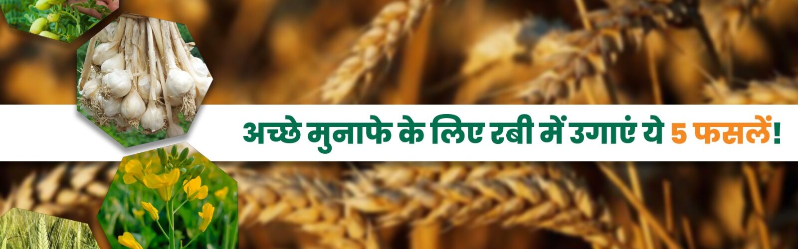 Rabi Crops: रबी सीजन में अधिक आमदनी के लिए करें इन 5 फसलों की खेती।