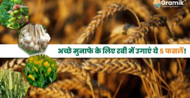 Rabi Crops: रबी सीजन में अधिक आमदनी के लिए करें इन 5 फसलों की खेती।