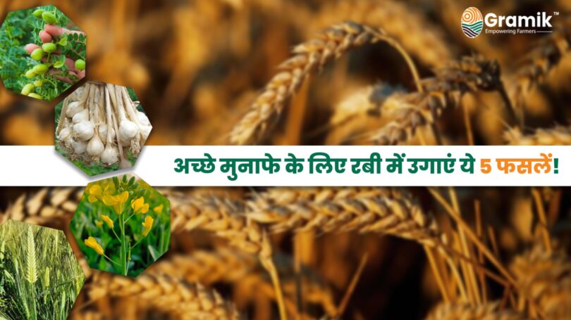 Rabi Crops: रबी सीजन में अधिक आमदनी के लिए करें इन 5 फसलों की खेती।