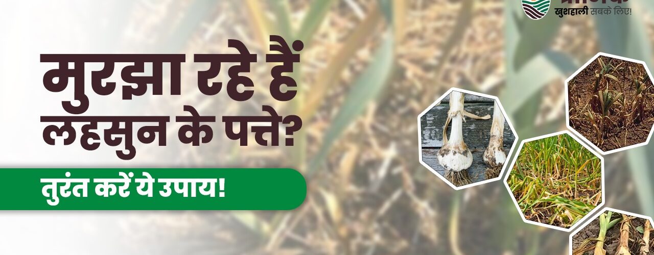 मुरझा रहे हैं लहसुन के पत्ते?