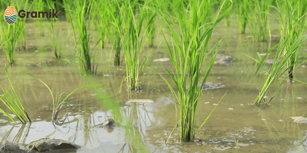 धान की रोपाई की वैज्ञानिक विधि