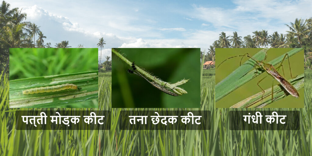 धान की फसल में कीट और रोग