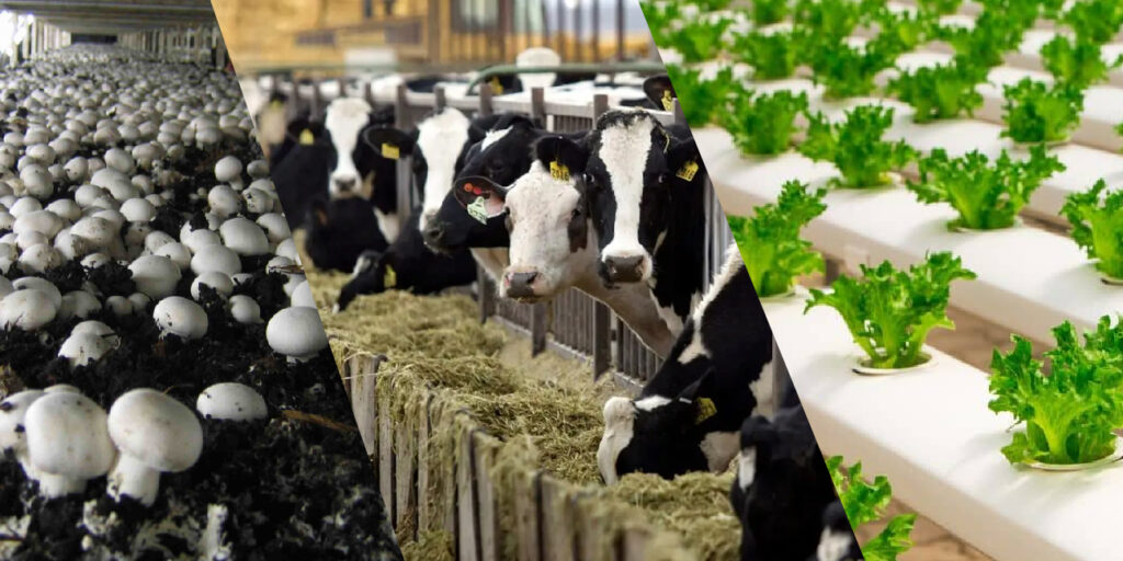 गौशाला और दूध व्यवसाय (Dairy Business)