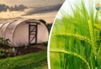 पॉलीहाउस बनाम ओपन फील्ड खेती – किसानों के लिए कौन है बेहतर विकल्प?