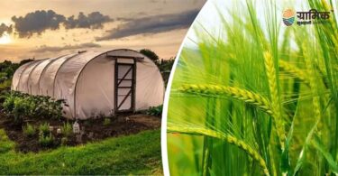पॉलीहाउस बनाम ओपन फील्ड खेती – किसानों के लिए कौन है बेहतर विकल्प?