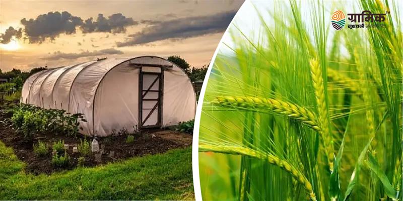 पॉलीहाउस बनाम ओपन फील्ड खेती – किसानों के लिए कौन है बेहतर विकल्प?