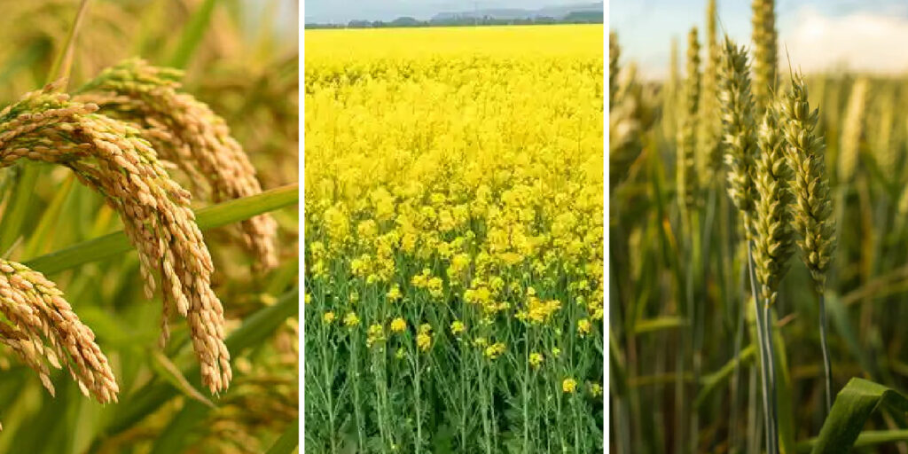 पॉलीहाउस बनाम ओपन फील्ड खेती – किसानों के लिए कौन है बेहतर विकल्प?