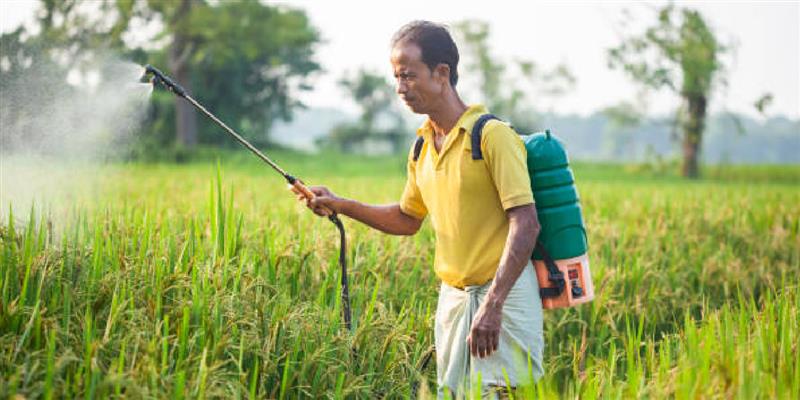 गन्ने की फसल में फंगस रोग