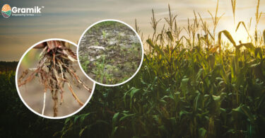 मक्का की फसल