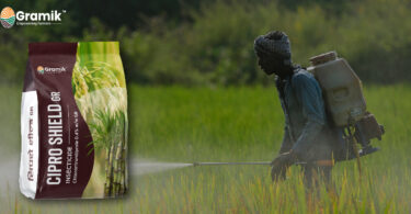 गन्ना और धान में कीट नियंत्रण