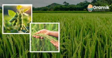 धान और सोयाबीन की देखरेख