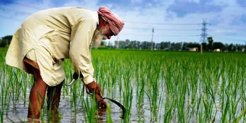 धान की खेती में बेहतर बढ़वार और रोग नियंत्रण