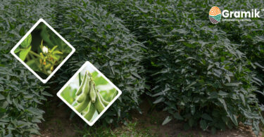 सोयाबीन में फूल झड़ने की समस्या