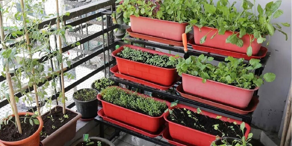 किचन गार्डनिंग