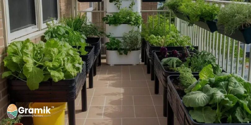 किचन गार्डनिंग