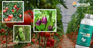 ZINOX 395 (Zinc Oxide Suspension) Micronutrient Fertilizer