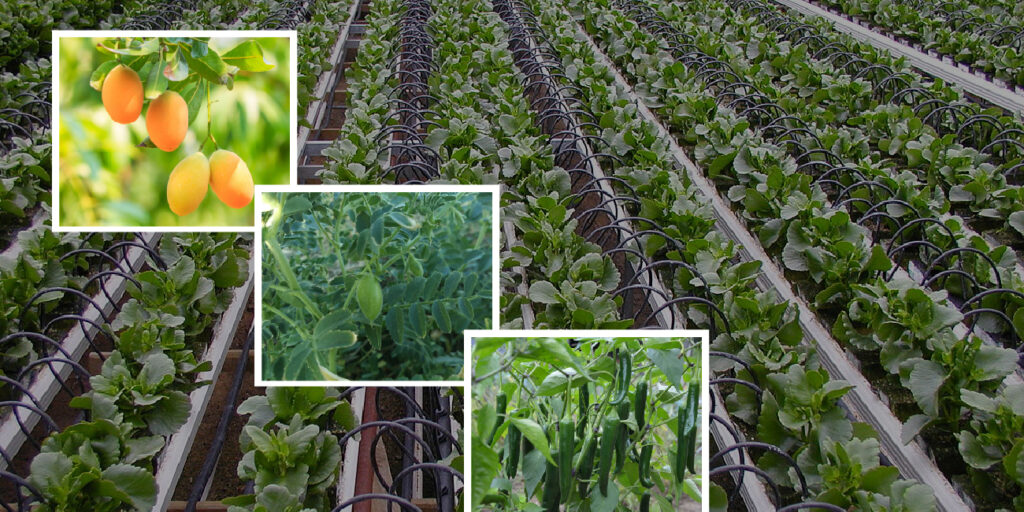 Gramo Rhizza Mycorrhizal Biofertilizer